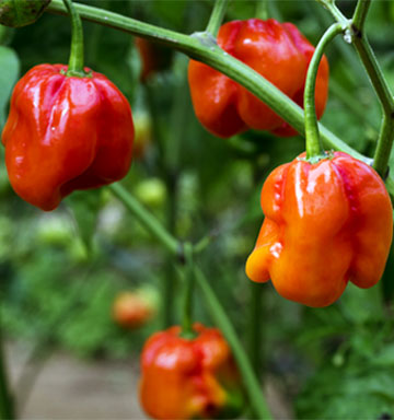 peppers-closeup.jpg